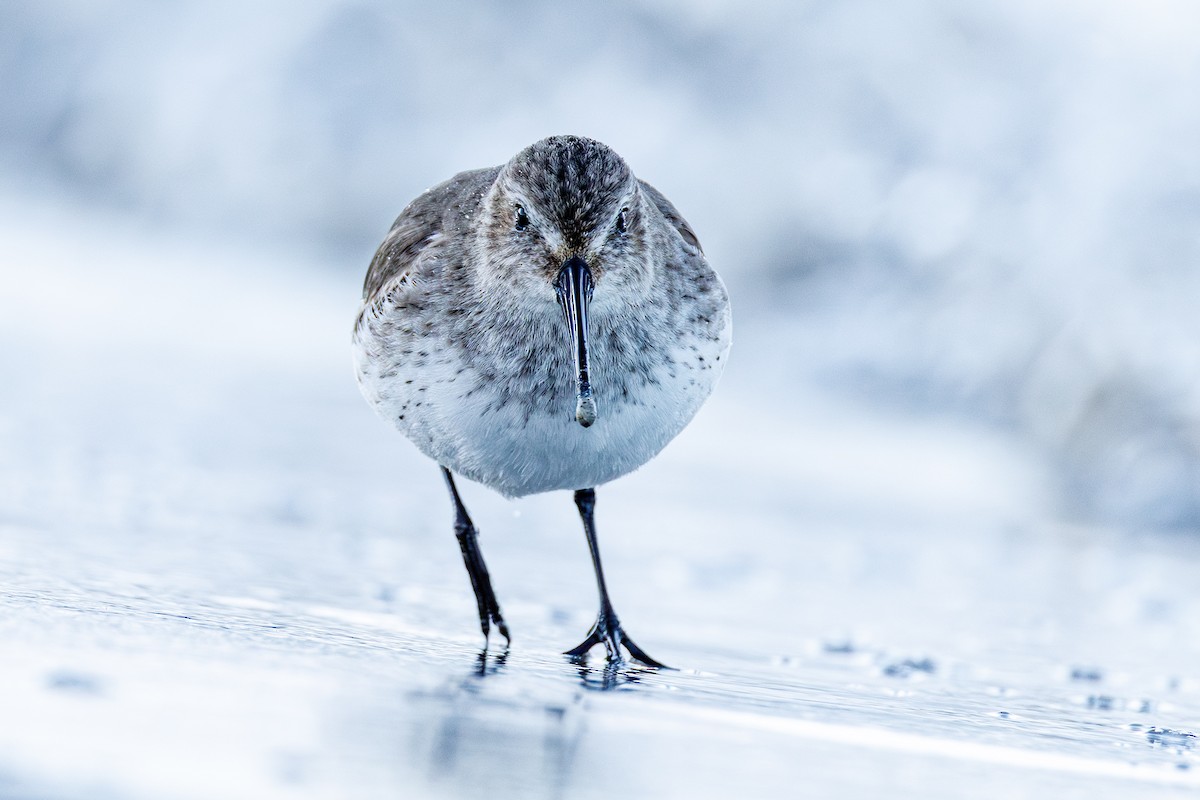 Bécasseau variable - ML645935548