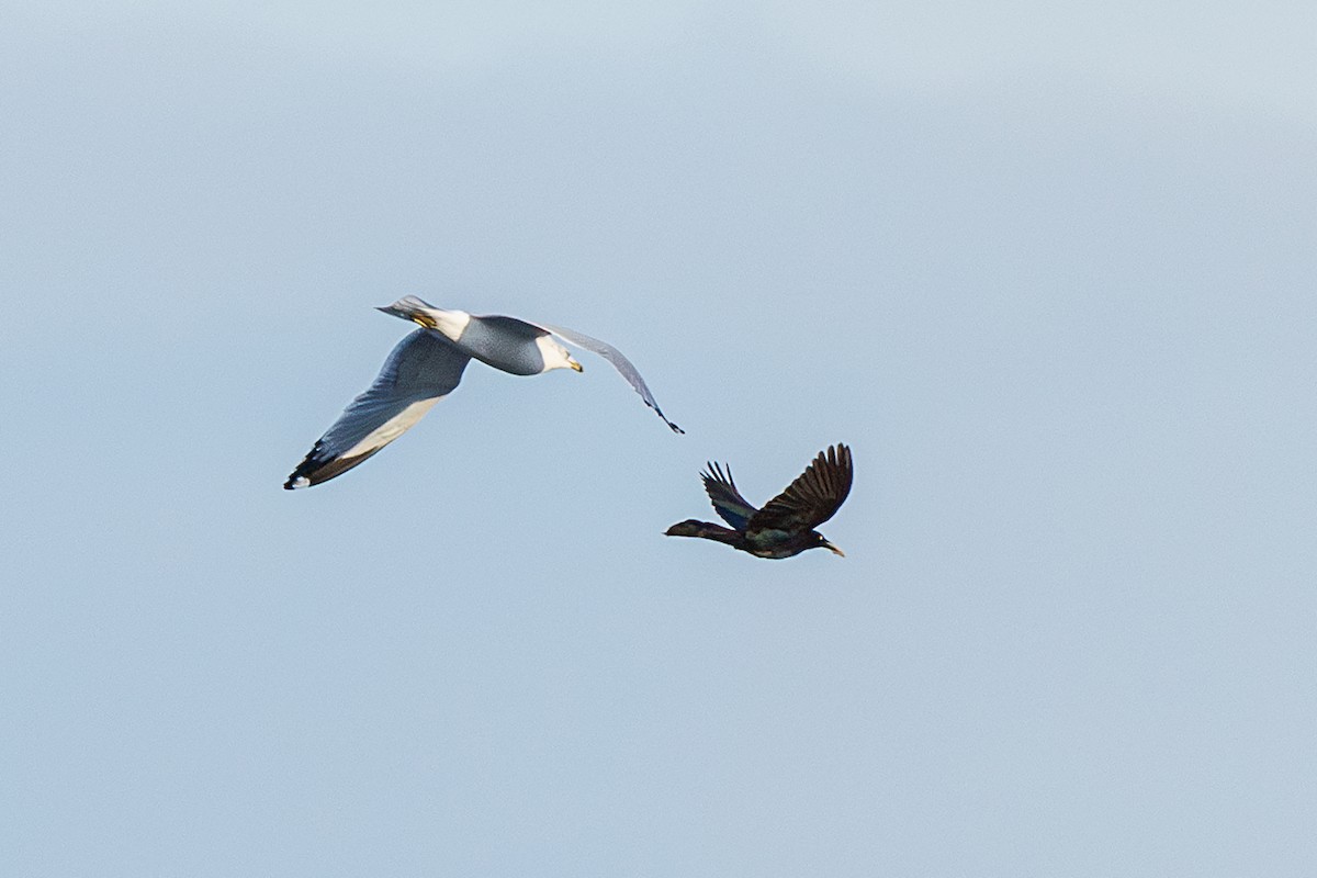 Goéland à bec cerclé - ML645935549