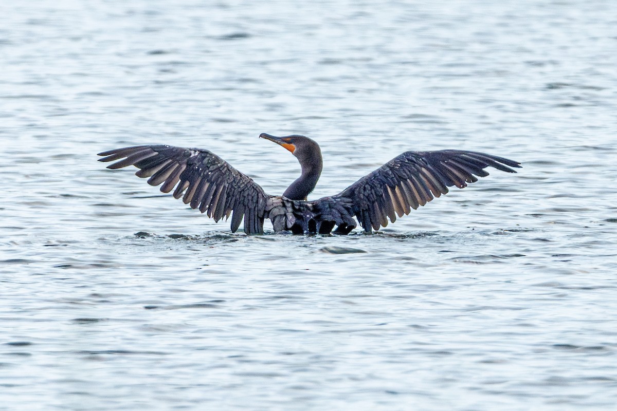 Cormoran à aigrettes - ML645935551