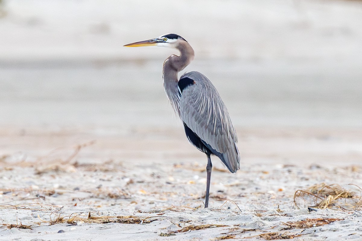 Grand Héron - ML645935554