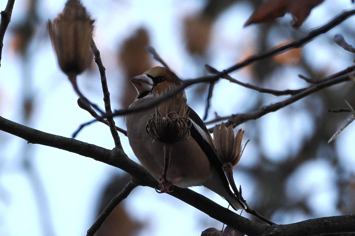 Gros-bec casse-noyaux - ML645935555