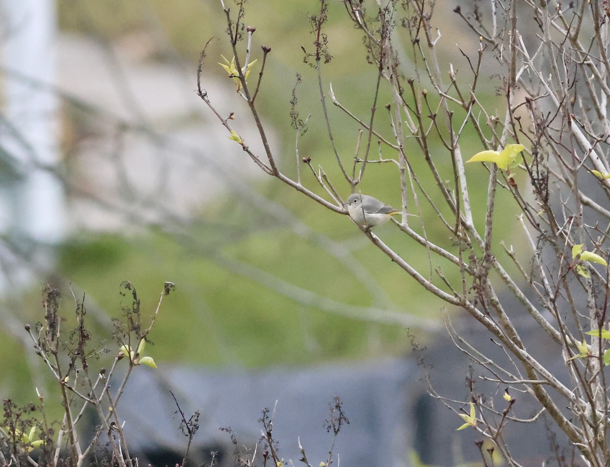 Paruline de Virginia - ML645935556