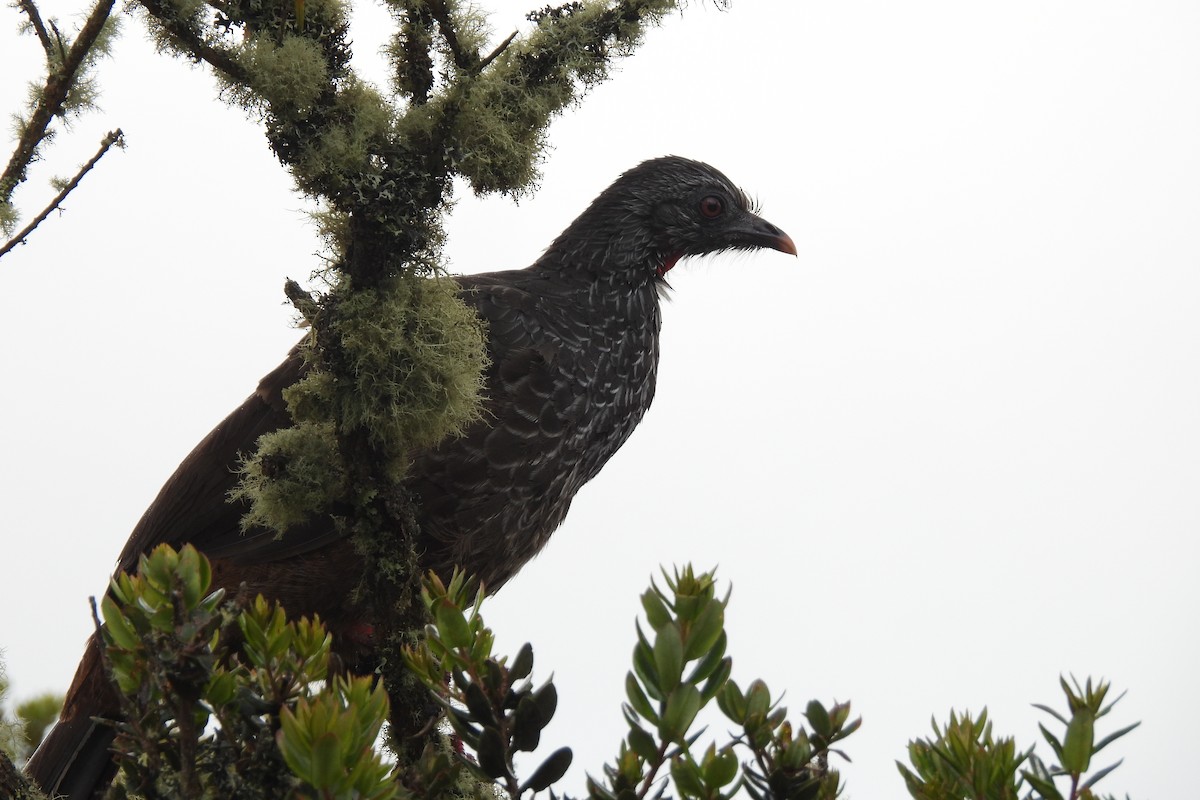 Andean Guan - ML645935562