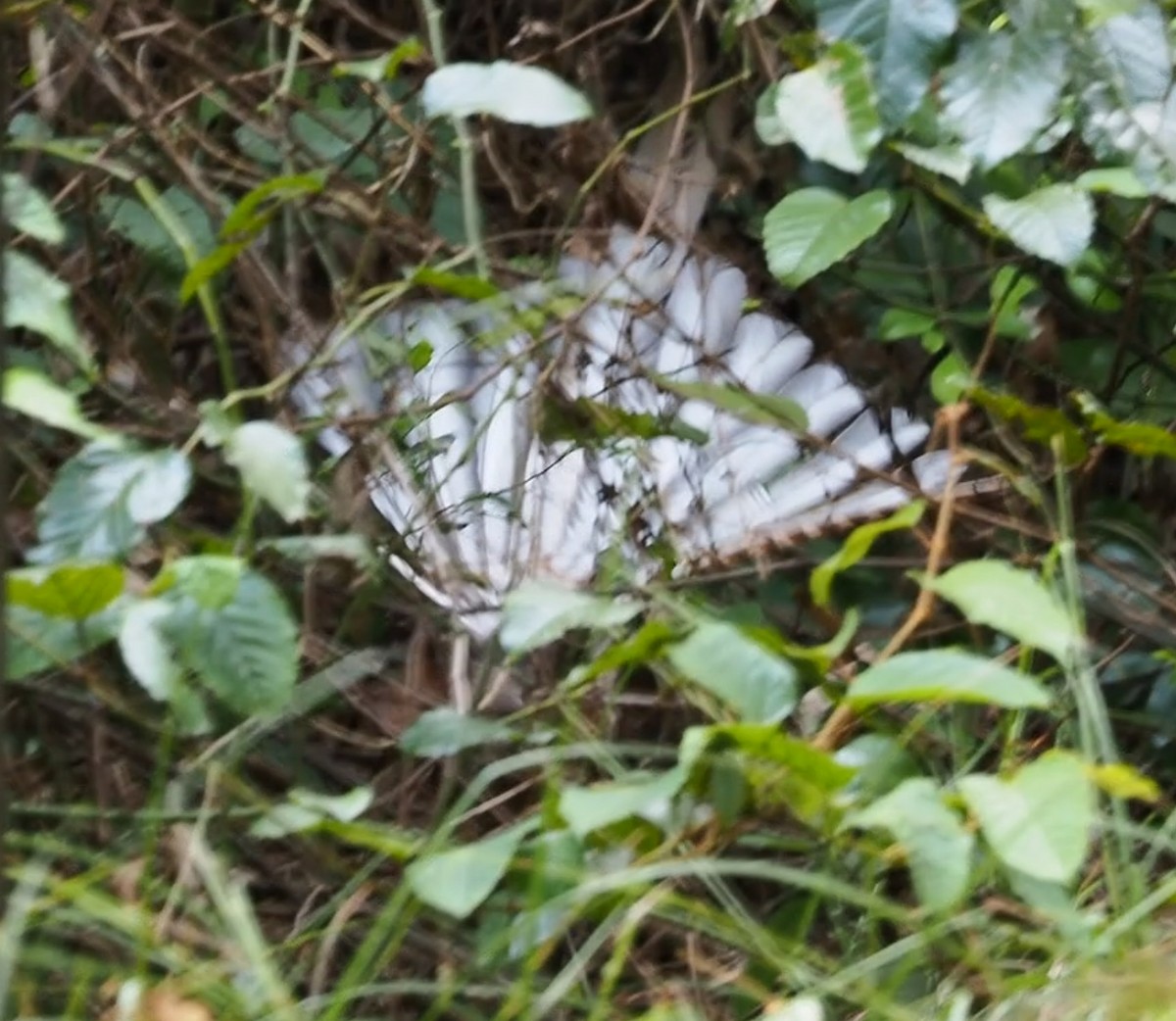 Superb Lyrebird - ML645935566