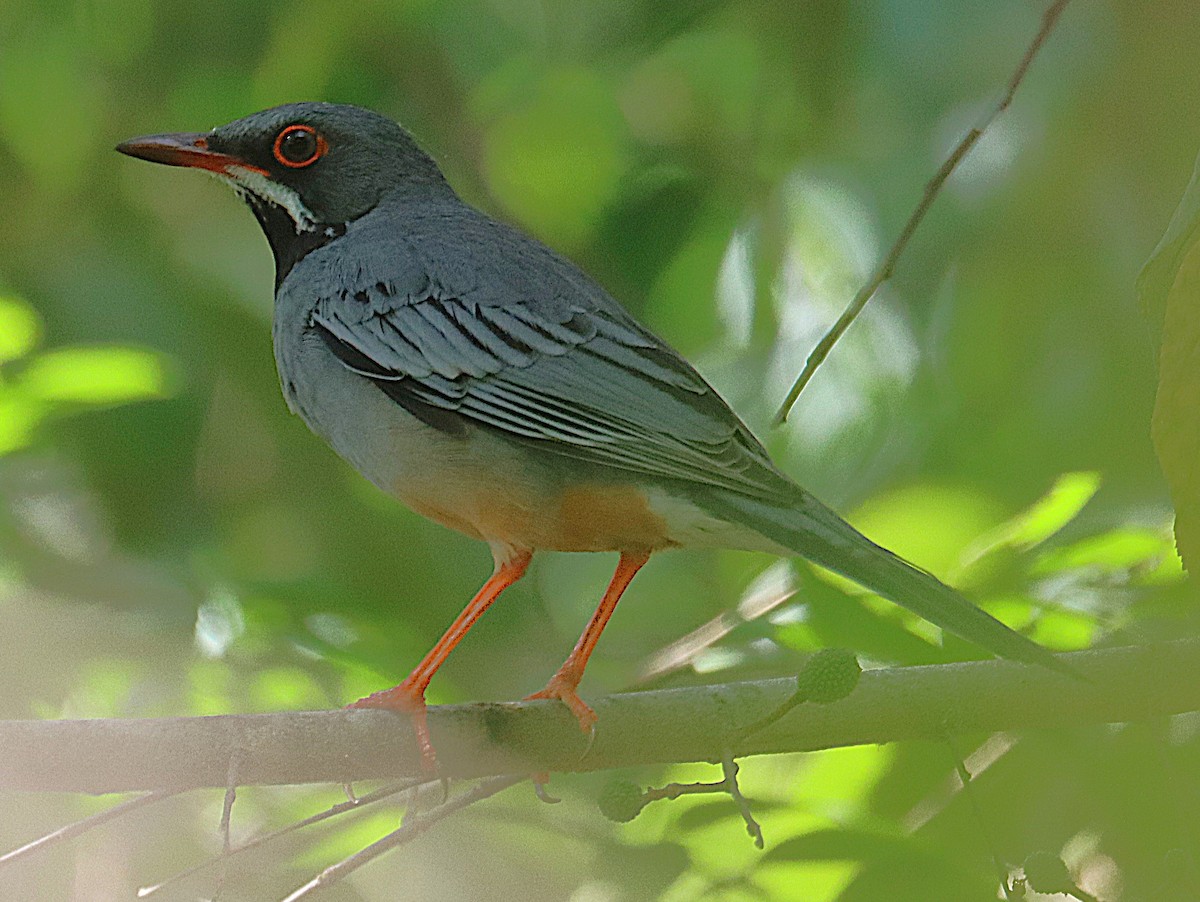 Western Red-legged Thrush - ML645935570