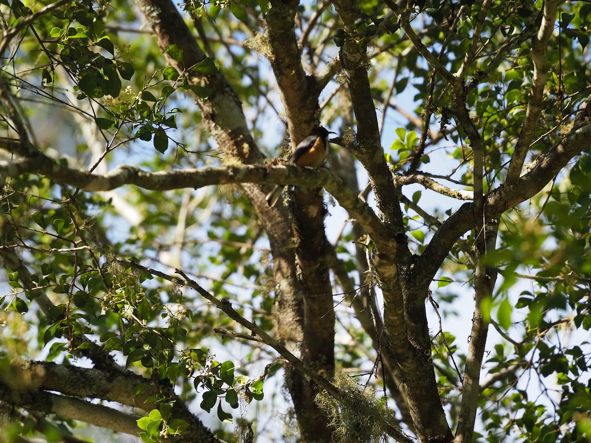 Eastern Spinebill - ML645935573