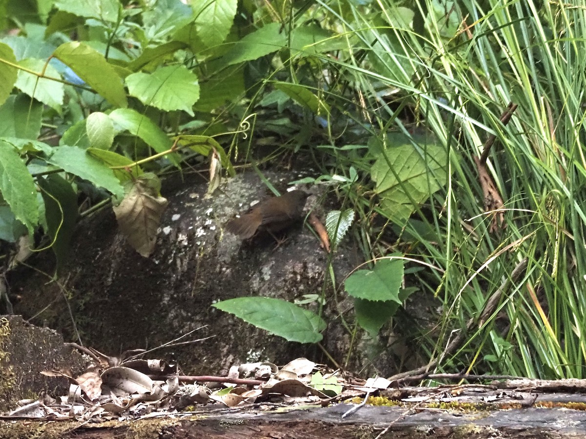White-browed Scrubwren - ML645935578