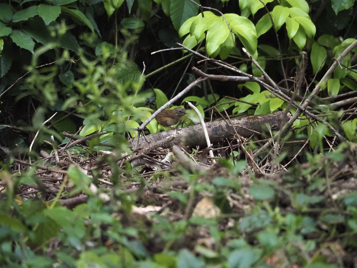 White-browed Scrubwren - ML645935579