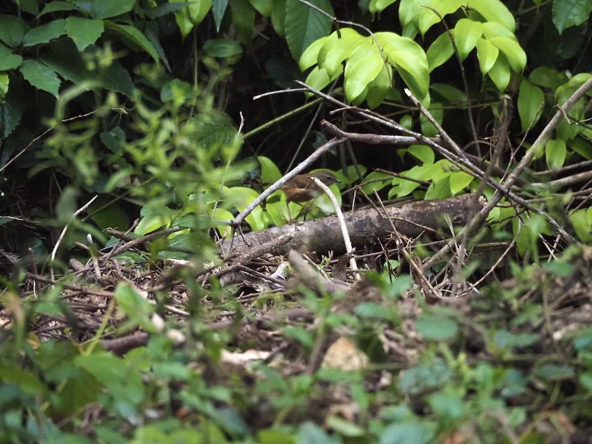 White-browed Scrubwren - ML645935580