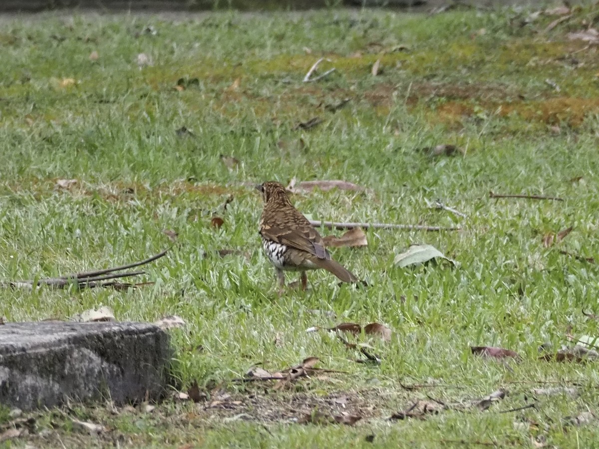 Bassian Thrush - ML645935583