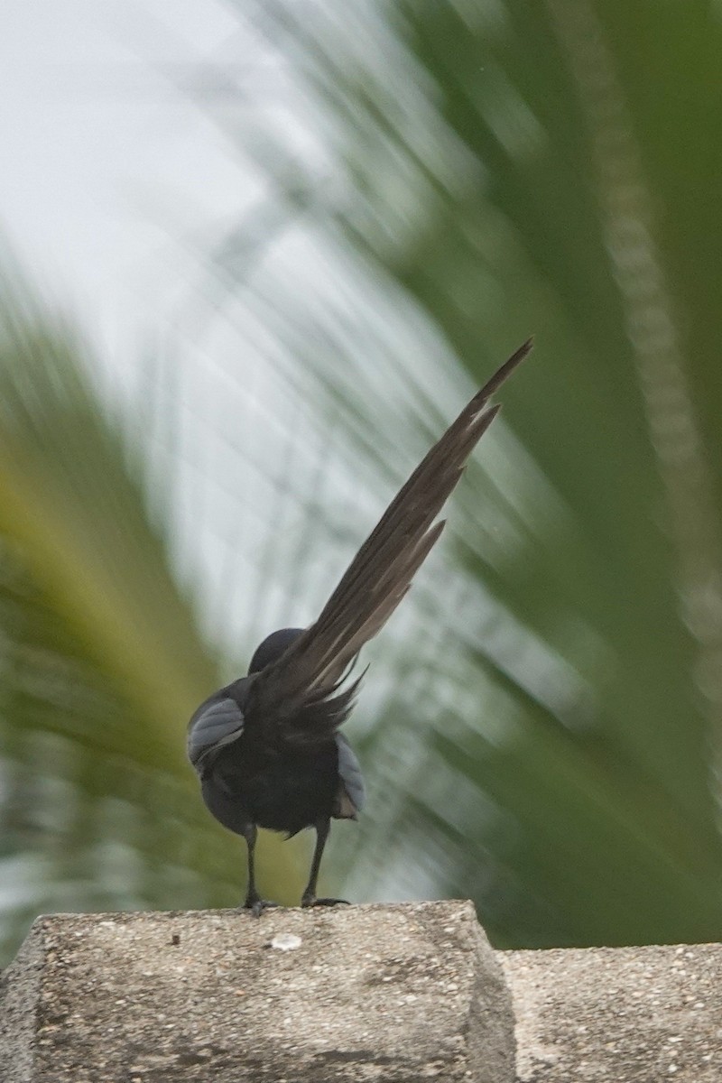 straka ostroocasá - ML645935584