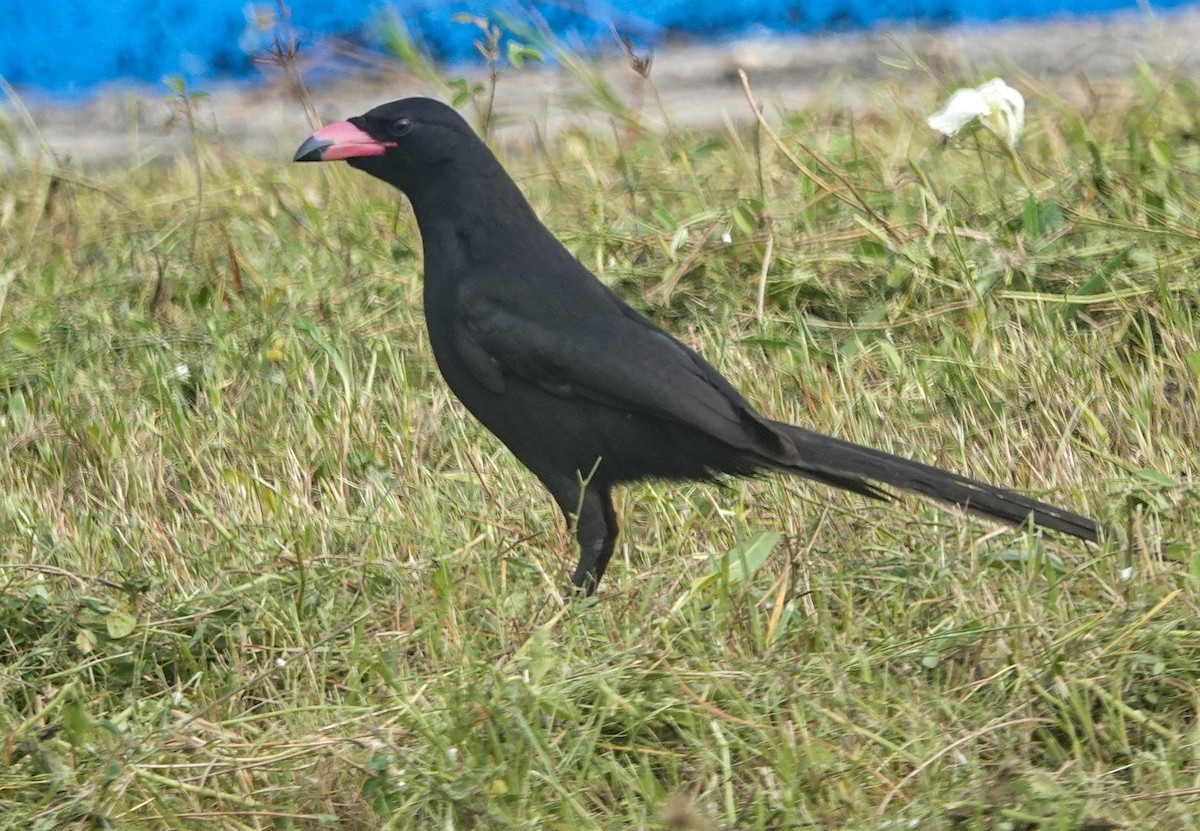 straka ostroocasá - ML645935585