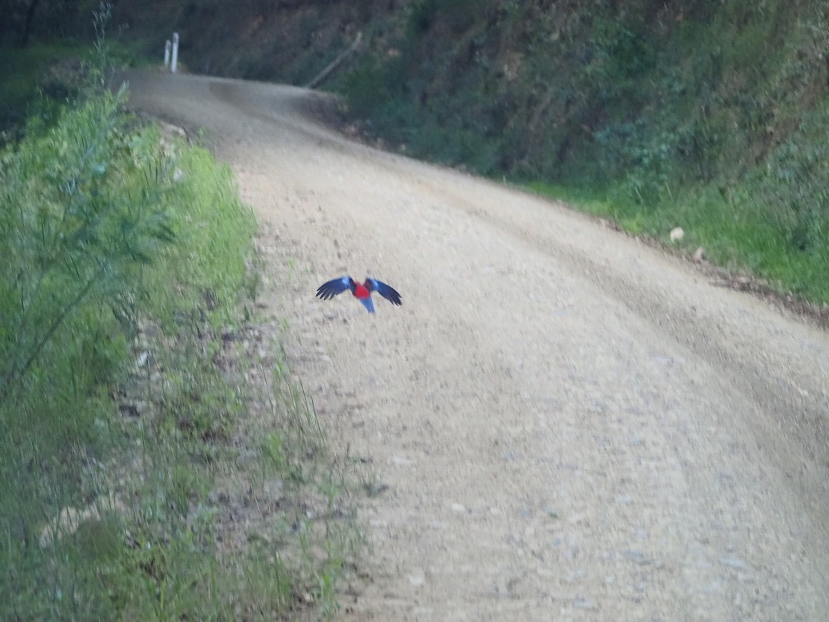 Crimson Rosella - ML645935592