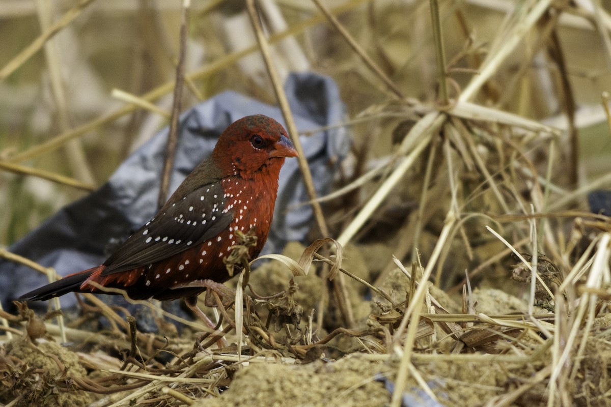 Red Avadavat - ML645935600