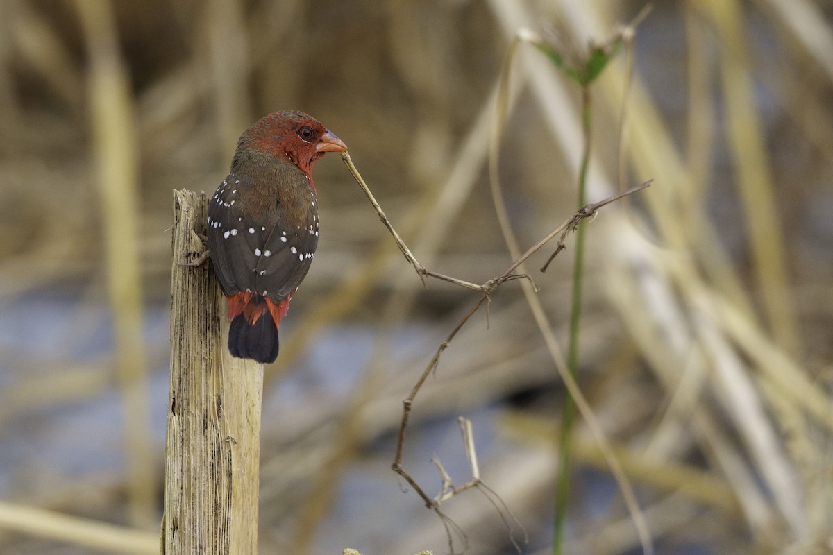 Red Avadavat - ML645935603
