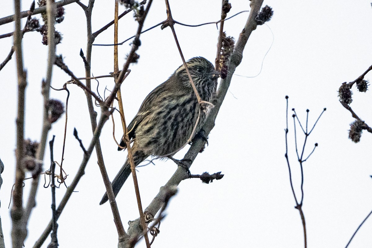 Weißbrauengimpel - ML645935611