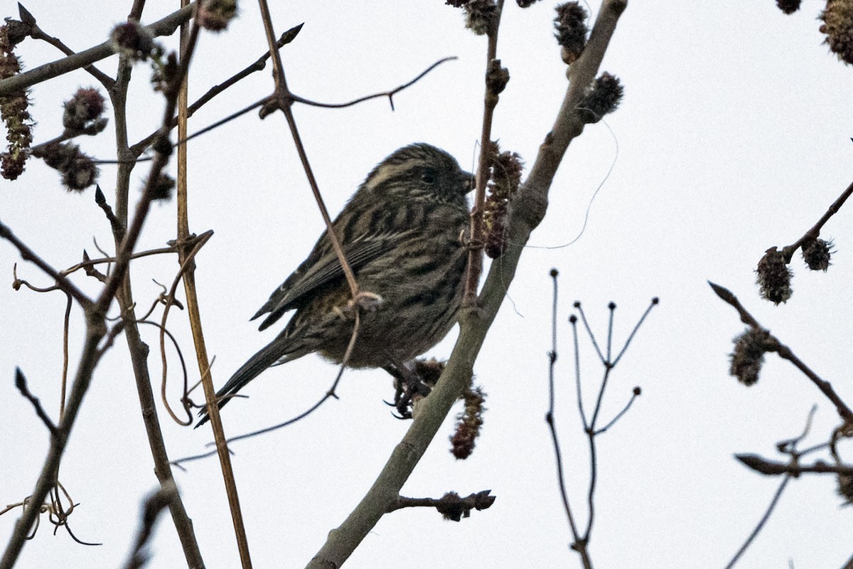 Weißbrauengimpel - ML645935612