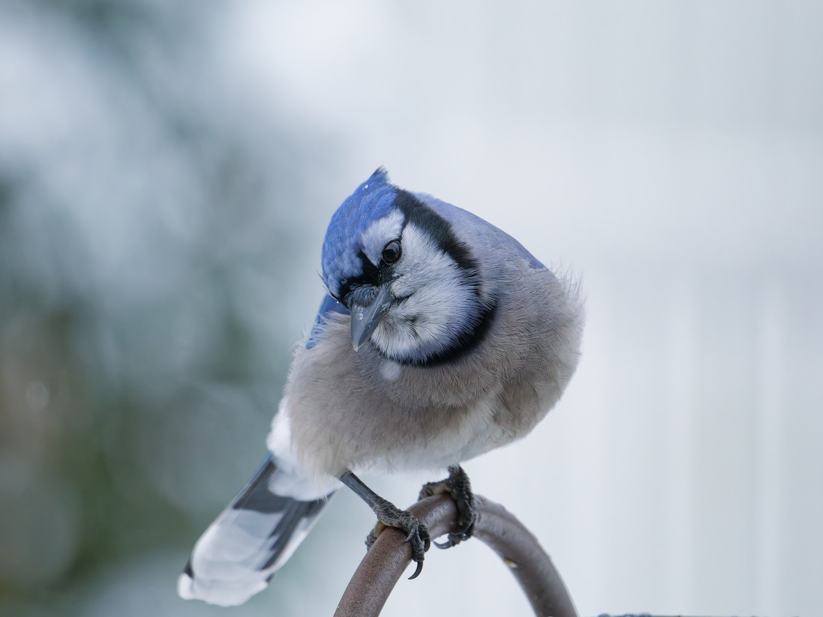 sojka chocholatá - ML645935614