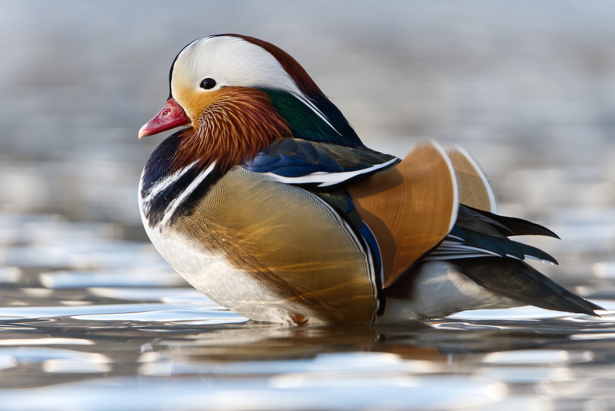 オシドリ - ML645935618