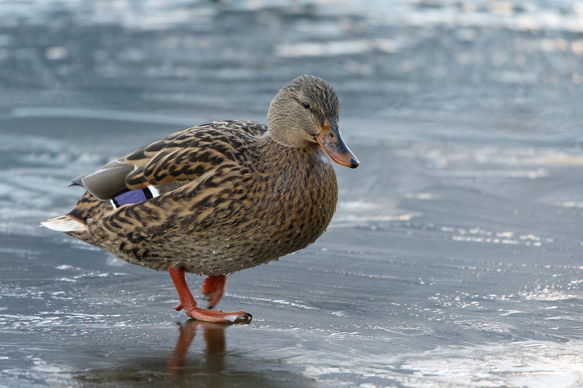 Mallard - ML645935619