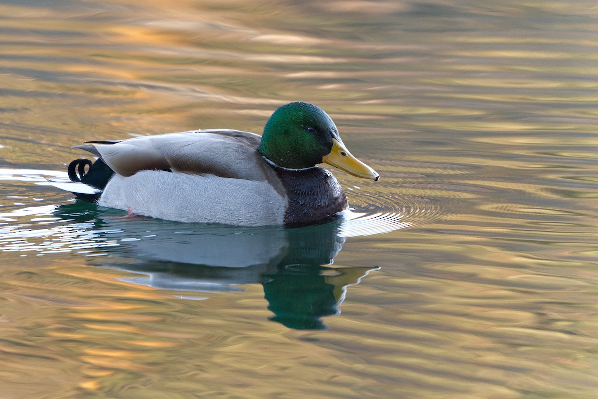 Mallard - ML645935620