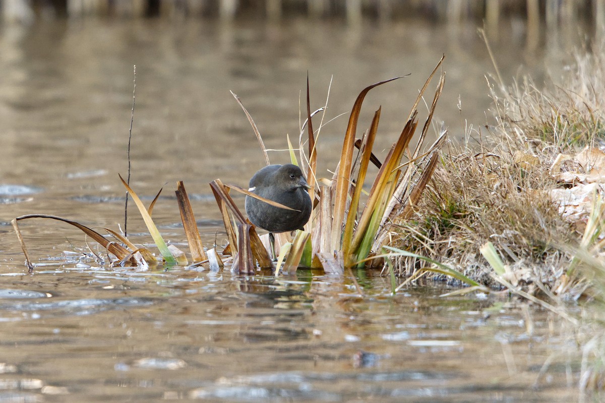 Eurasian Moorhen - ML645935621