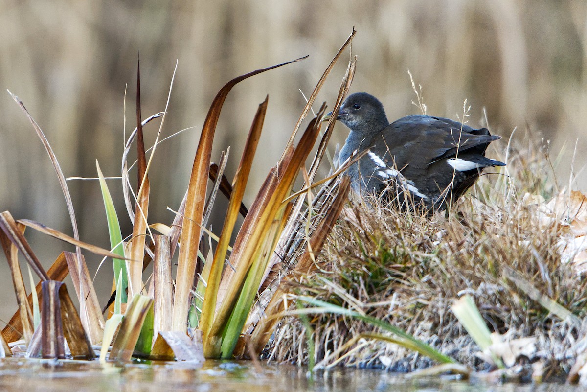 Eurasian Moorhen - ML645935622