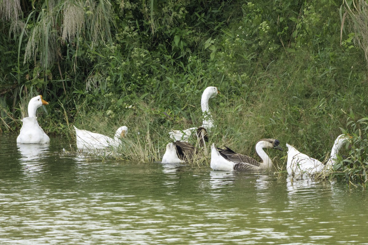 Гуска китайська - ML645935623