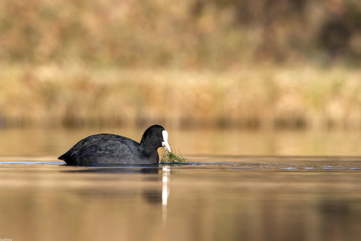 Eurasian Coot - ML645935624