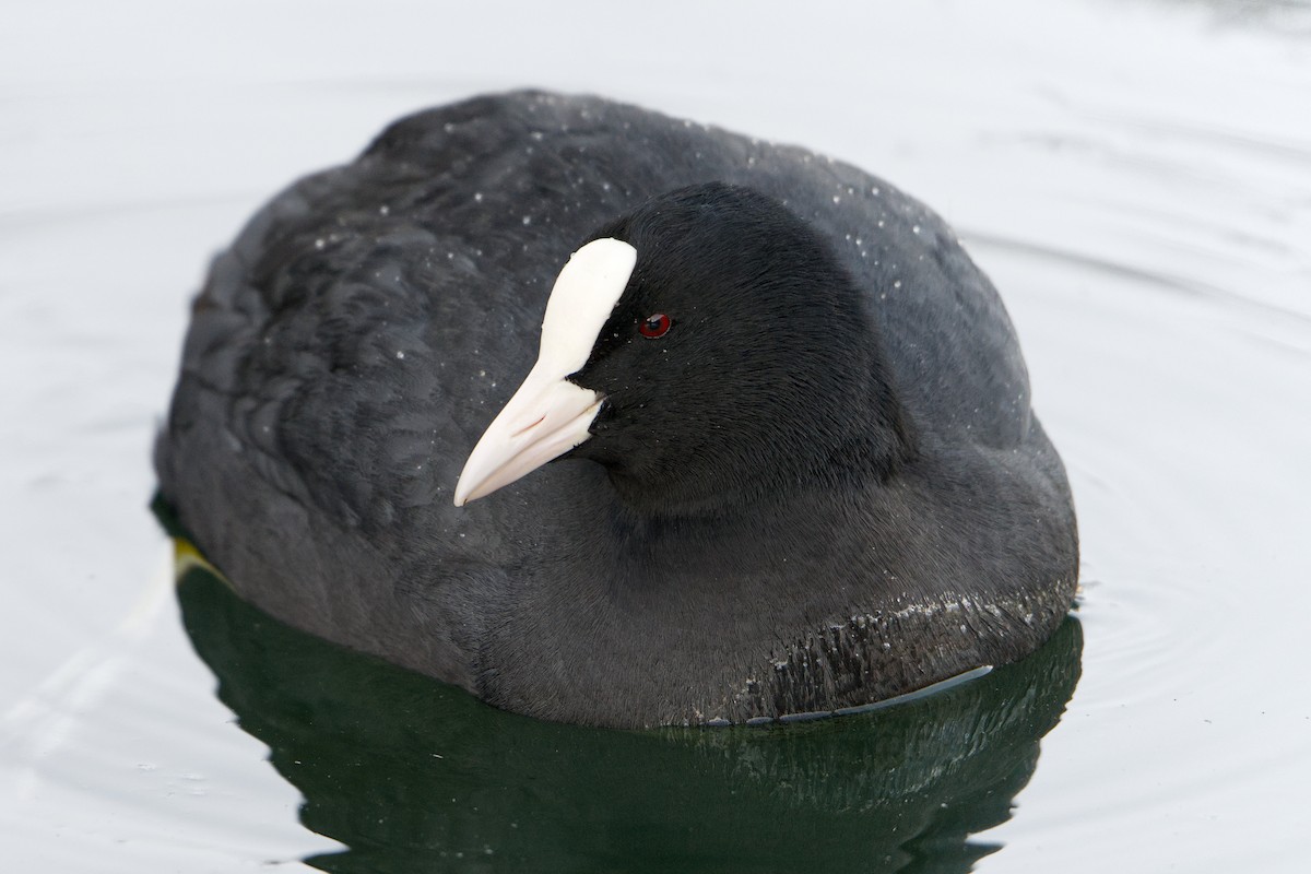 Eurasian Coot - ML645935625