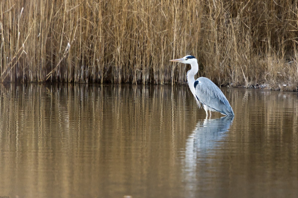 Gray Heron - ML645935627