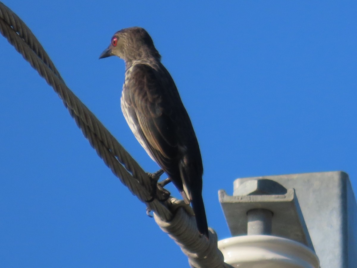 Шпак-малюк філіпінський - ML645935630