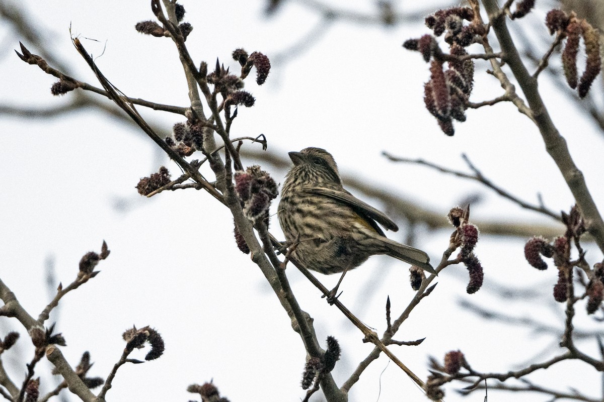 Weißbrauengimpel - ML645935634