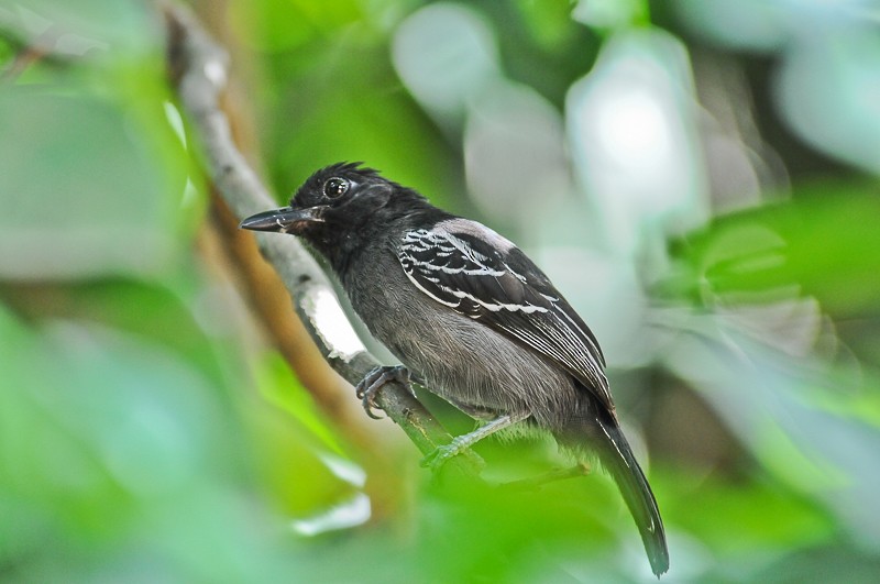Blackish-gray Antshrike - ML645935642
