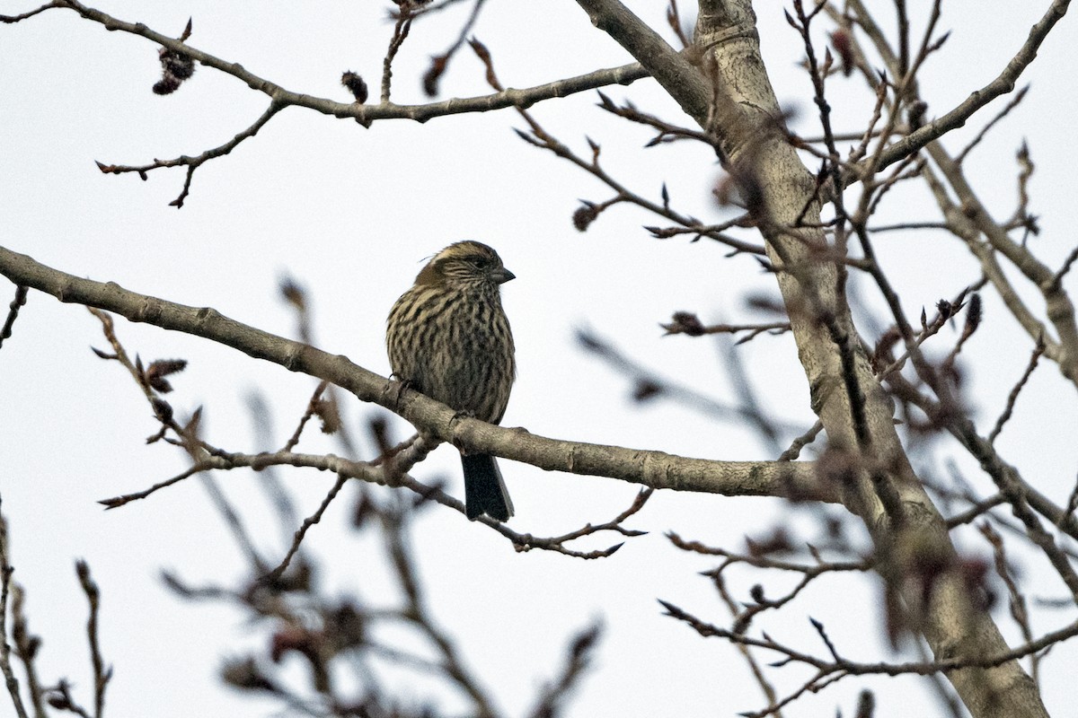 Çin Çütresi - ML645935644