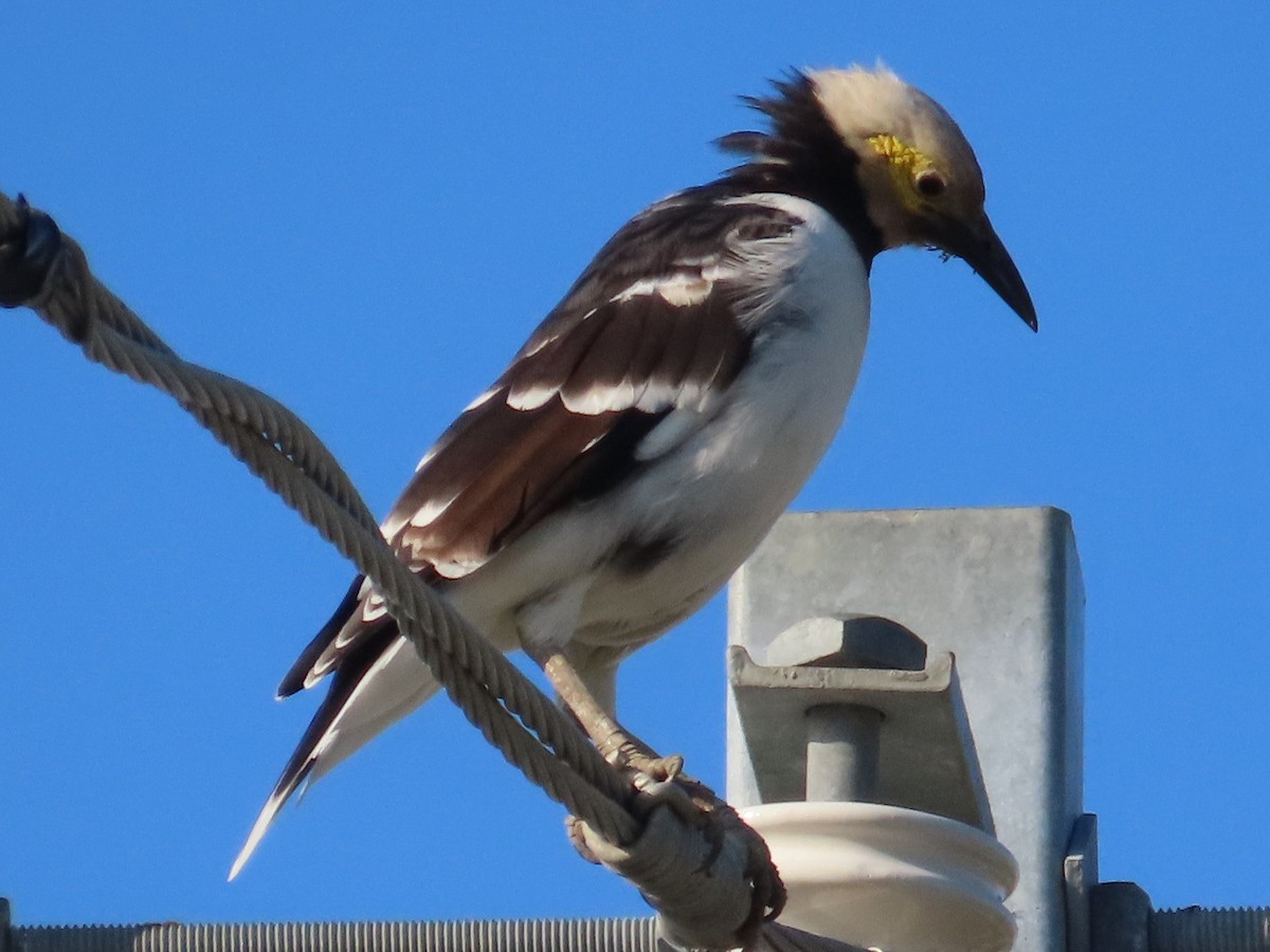 Sarı Yanaklı Sığırcık - ML645935646