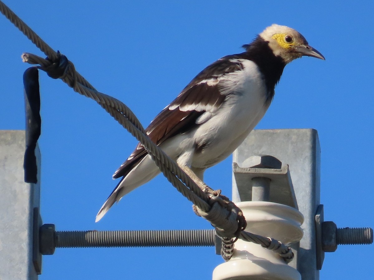 Sarı Yanaklı Sığırcık - ML645935647