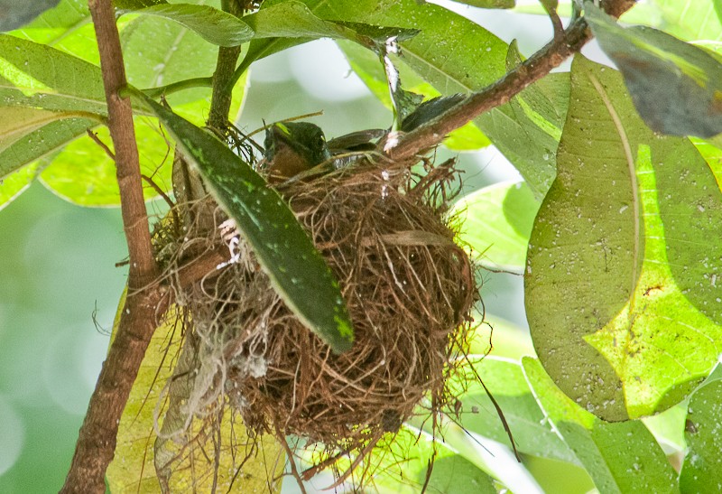 İsrengi Karıncaavcısı - ML645935648