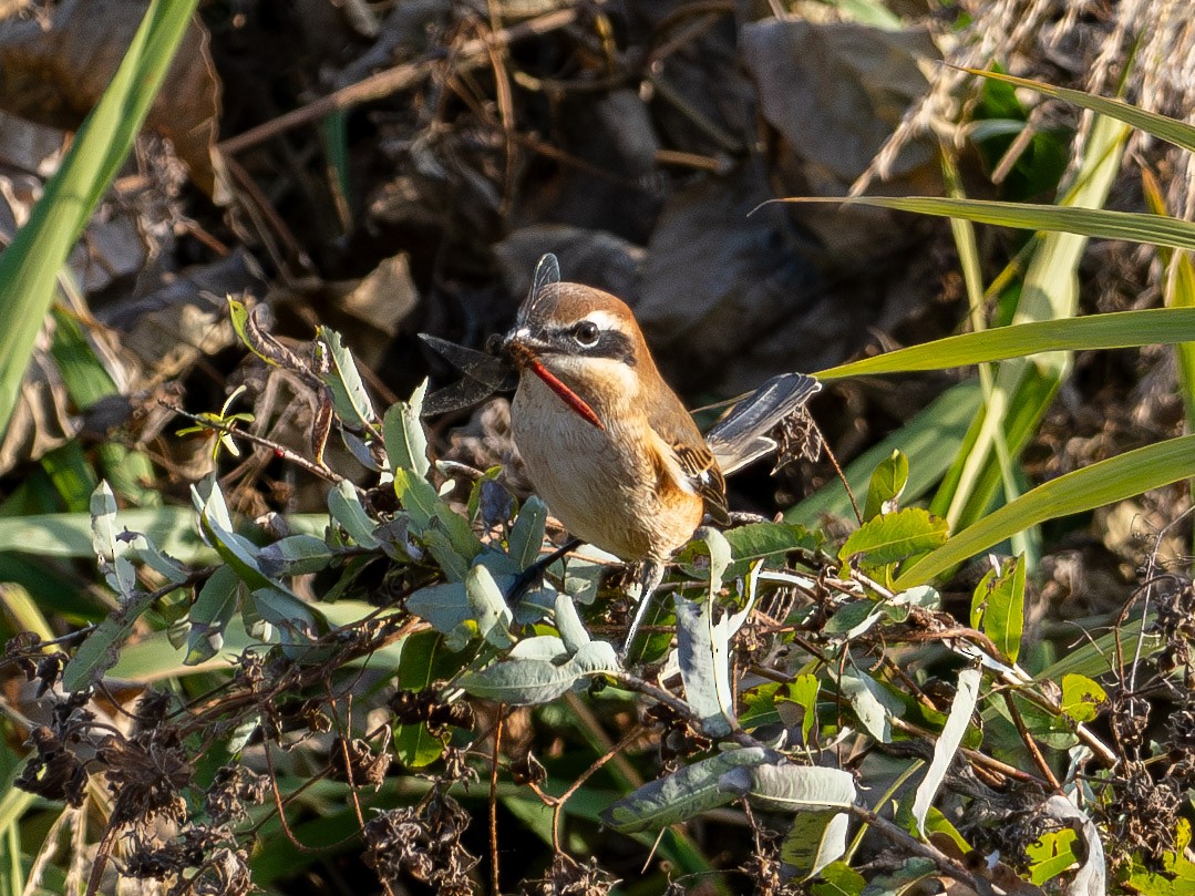 Öküz Başlı Örümcekkuşu - ML645935649