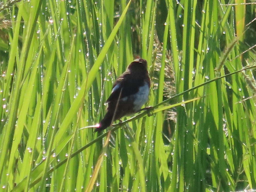 Beyaz Belli Munya - ML645935650