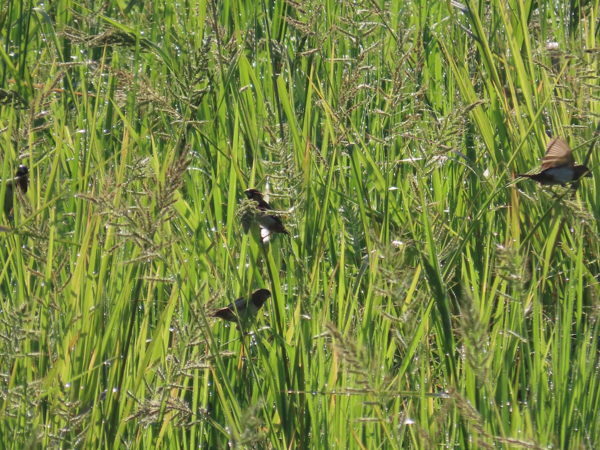 Beyaz Belli Munya - ML645935651