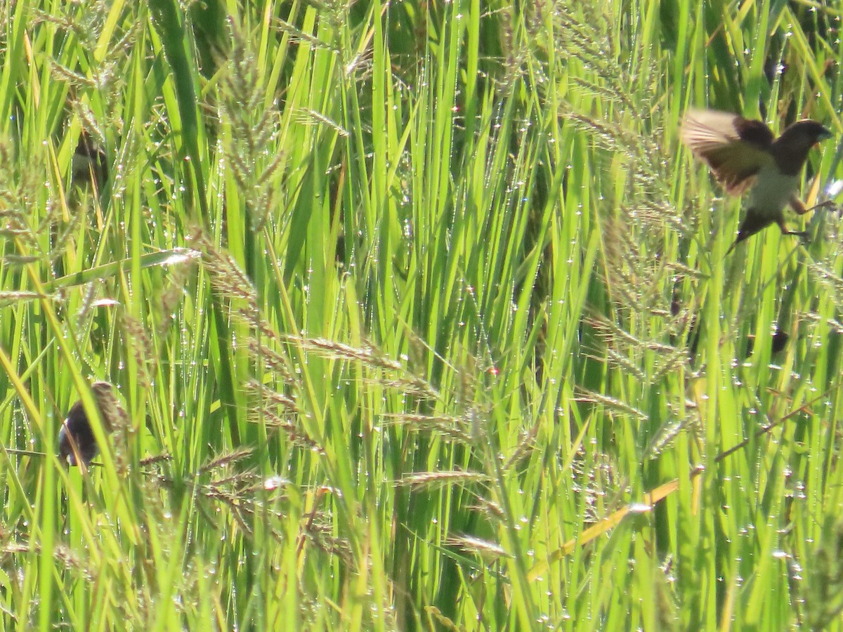 Beyaz Belli Munya - ML645935652