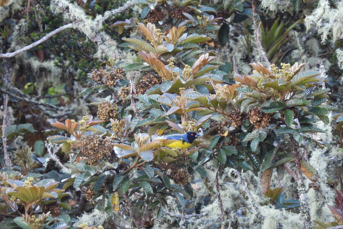 Kara Başlı Dağ Tangarası - ML645935653