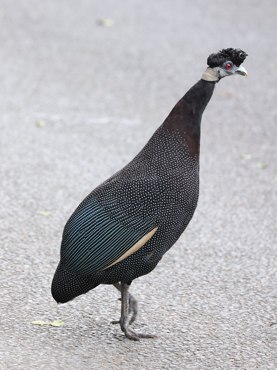 Güneyli Kıvırcık Beçtavuğu - ML645935655