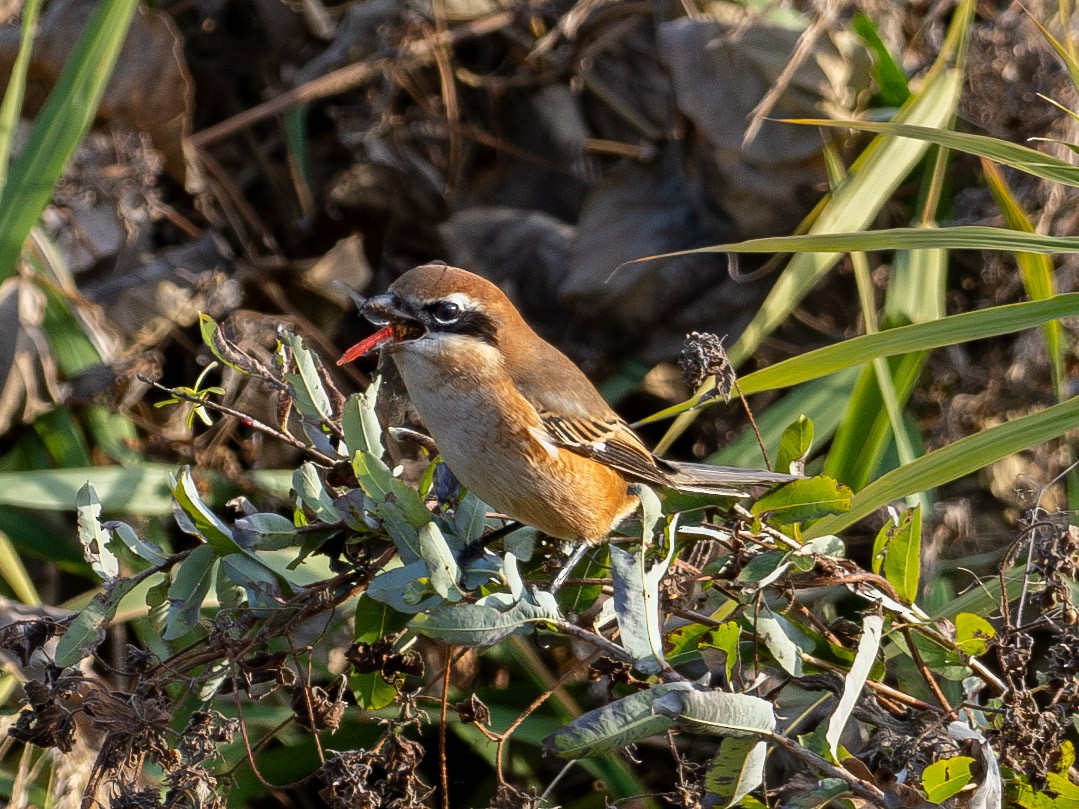 Öküz Başlı Örümcekkuşu - ML645935656