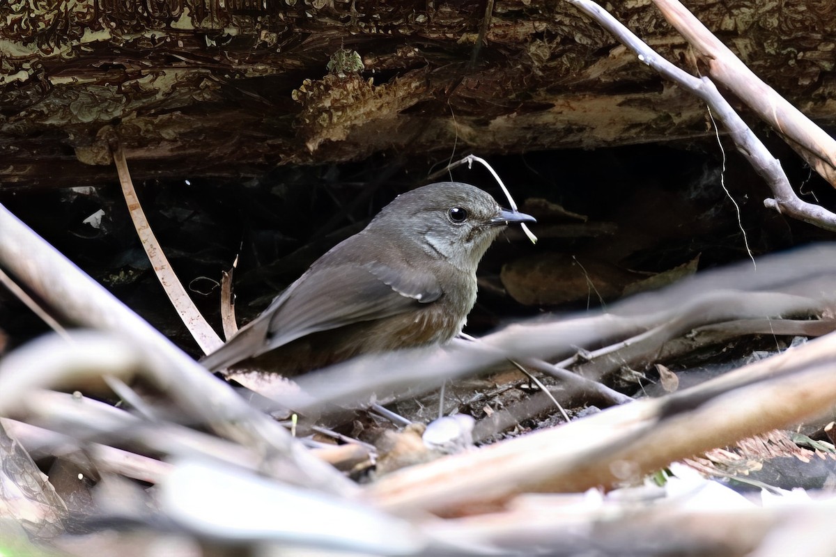 Tasmanya Serikornisi - ML645935657