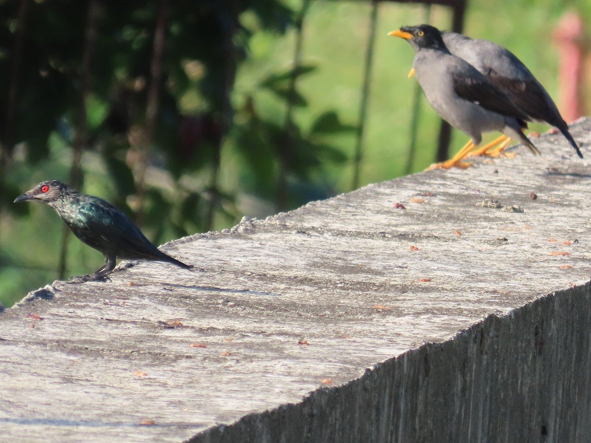 Malay Sığırcığı - ML645935658