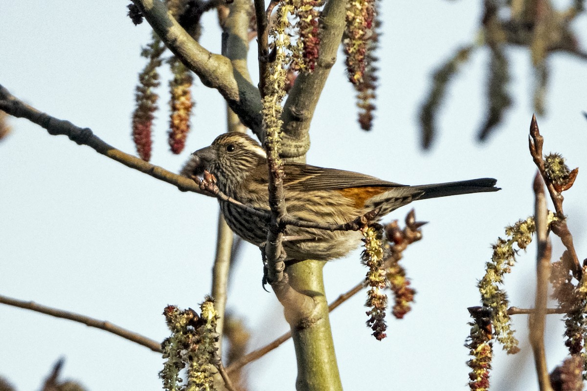 Çin Çütresi - ML645935659