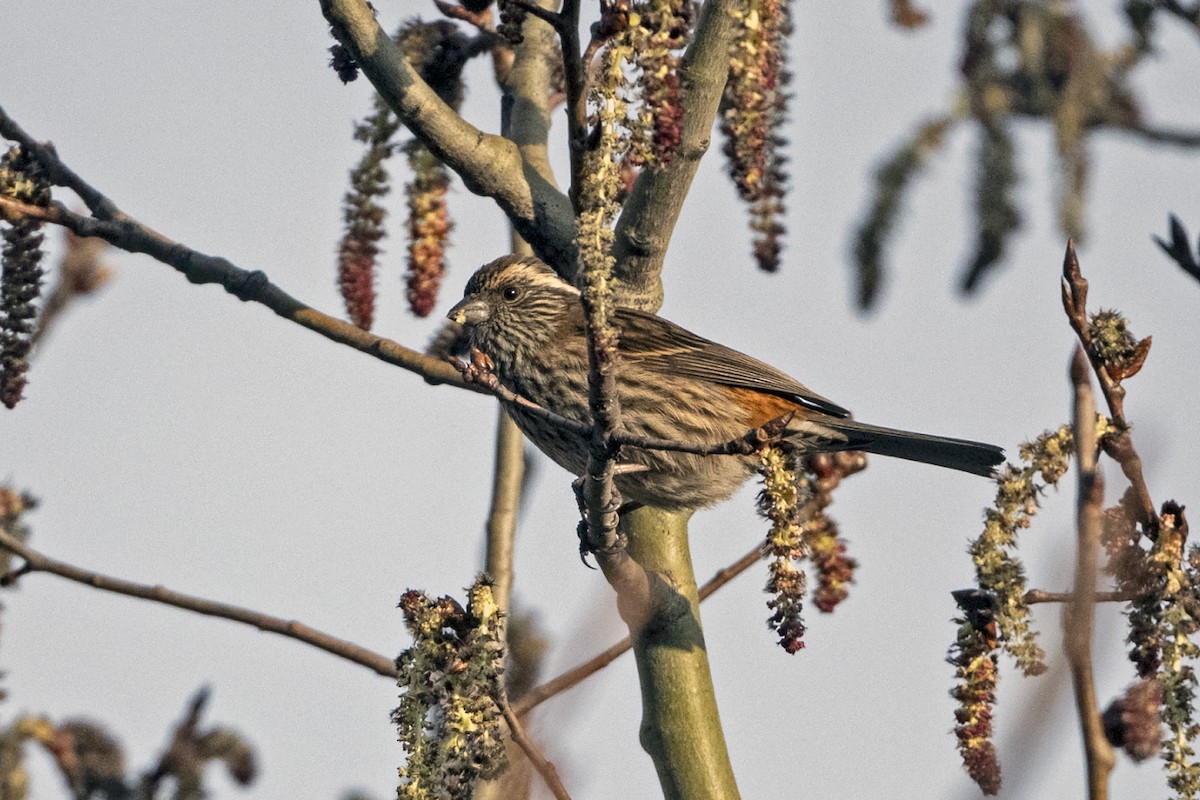 Çin Çütresi - ML645935660