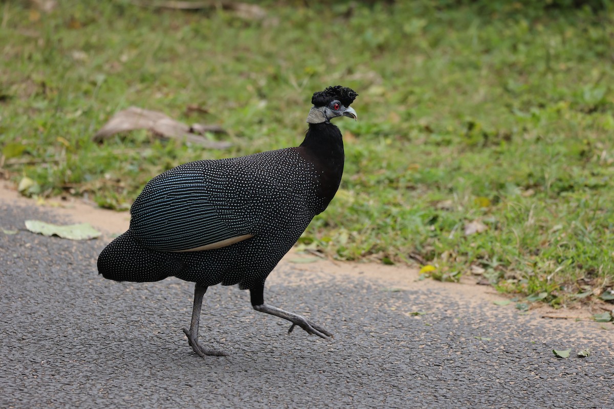 Güneyli Kıvırcık Beçtavuğu - ML645935661